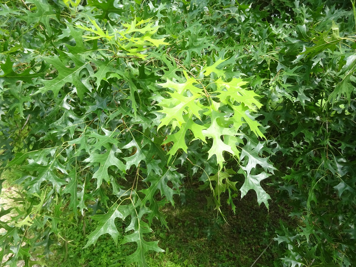 Quercus palustris (Fagaceae)